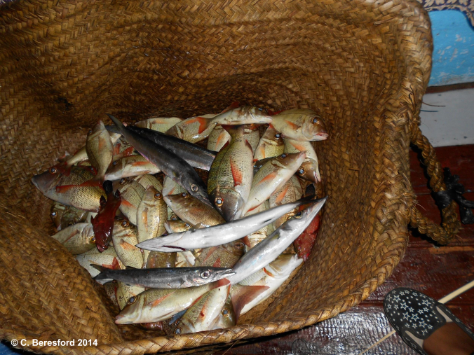 Marine Resources: Fish in a Basket. © C. Beresford 2014 