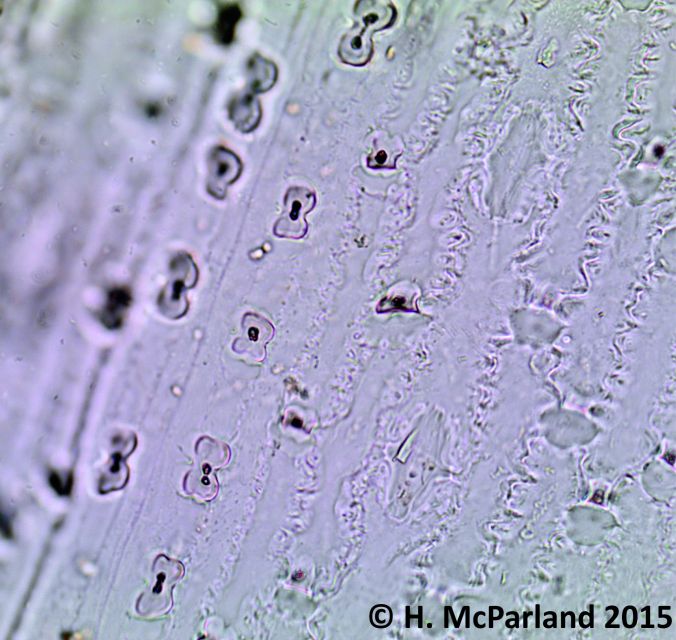 Articulated Pearl Millet (Pennisetum glaucum) Leaf Bilobate Phytoliths Image © H. McParland-Clarke 2015