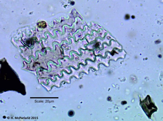 Articulated Sorghum (Sorghum bicolor) Husk Phytoliths Image © H. McParland-Clarke 2015