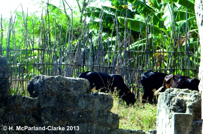 Cows amongst the ruins of Kilwa Kisiwani.